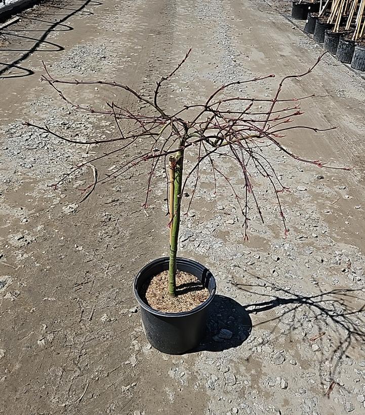 Acer palmatum dissectum 'Crimson Queen'