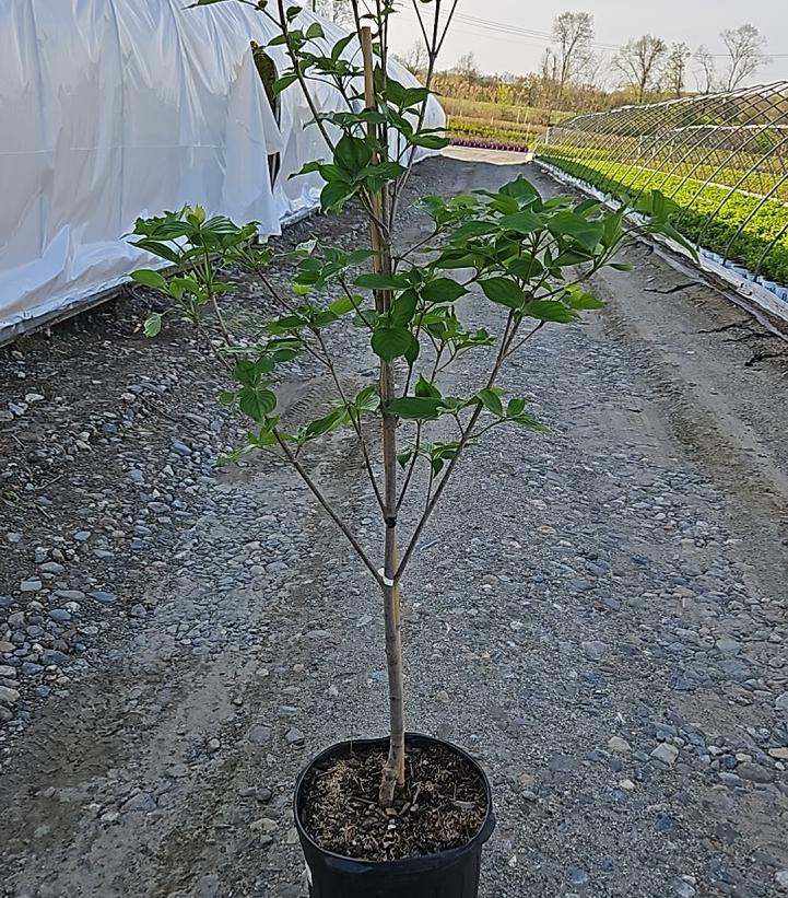 Cornus x Jersey Star® Venus®
