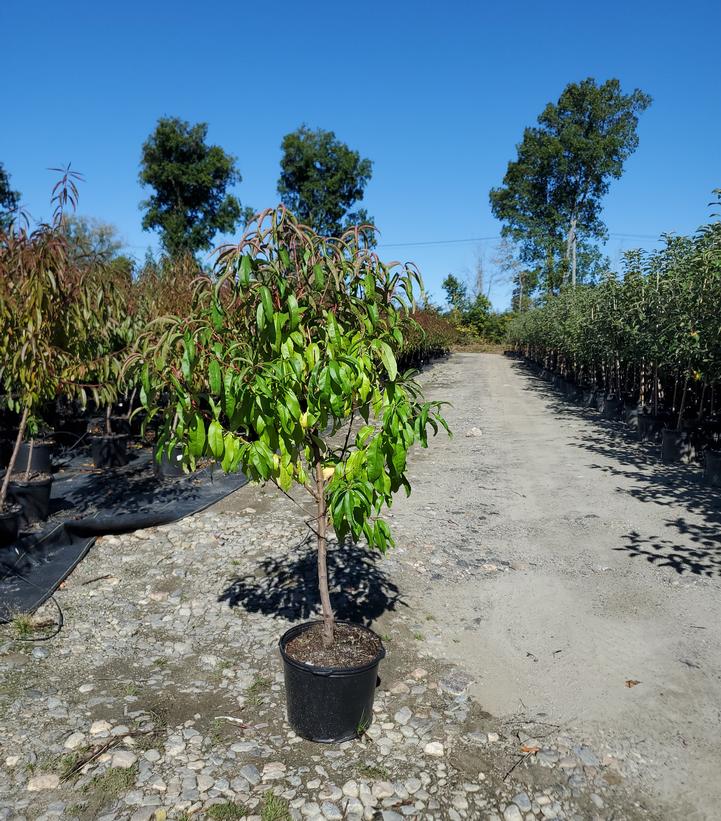 Prunus Arctic Glo