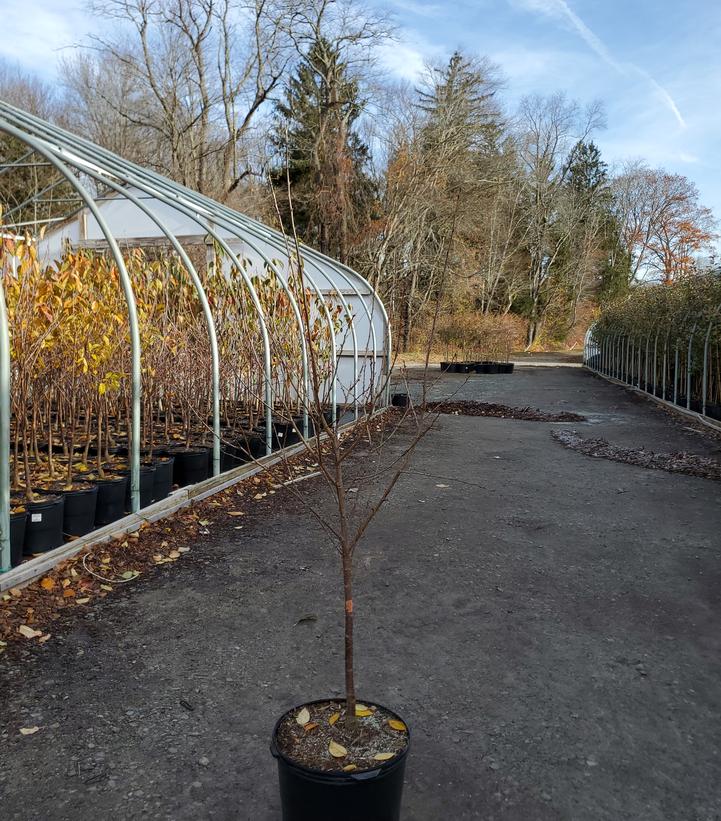 Prunus X 'North Star'