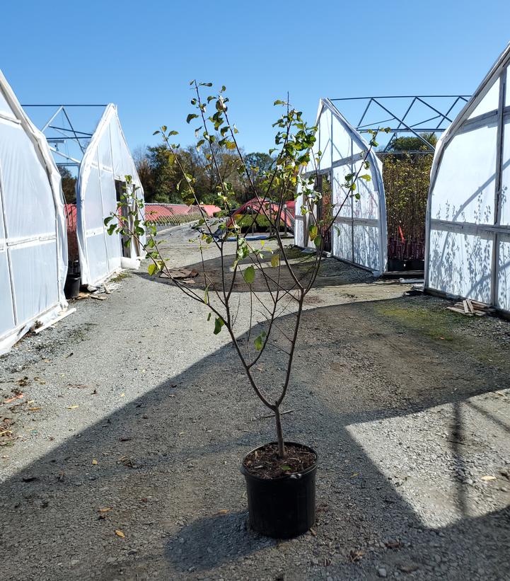 Prunus x domestica 'Green Gage'