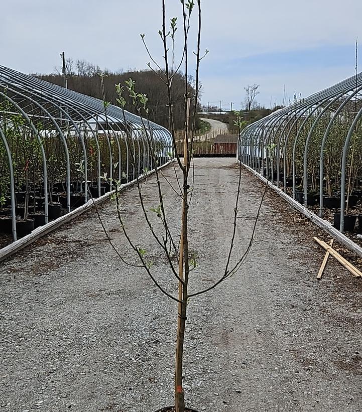 malus Granny Smith
