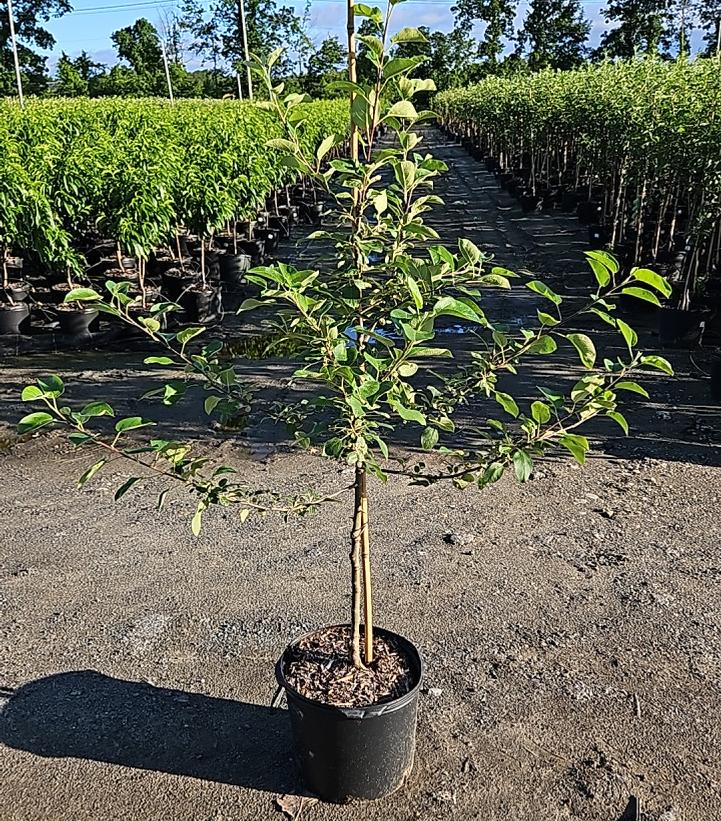 Malus X Mcintosh
