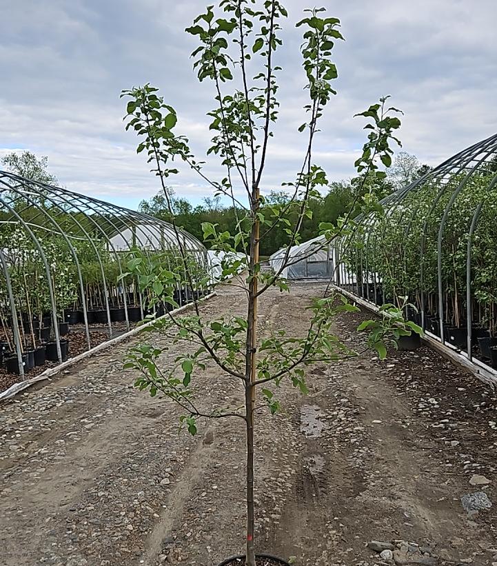 Malus X Fuji