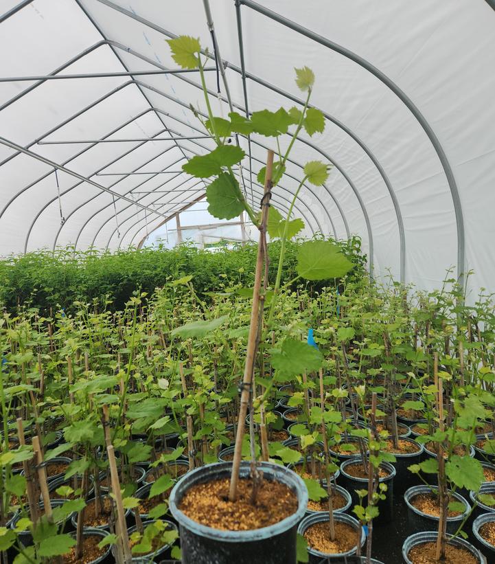 Vitis 'Cayuga White'