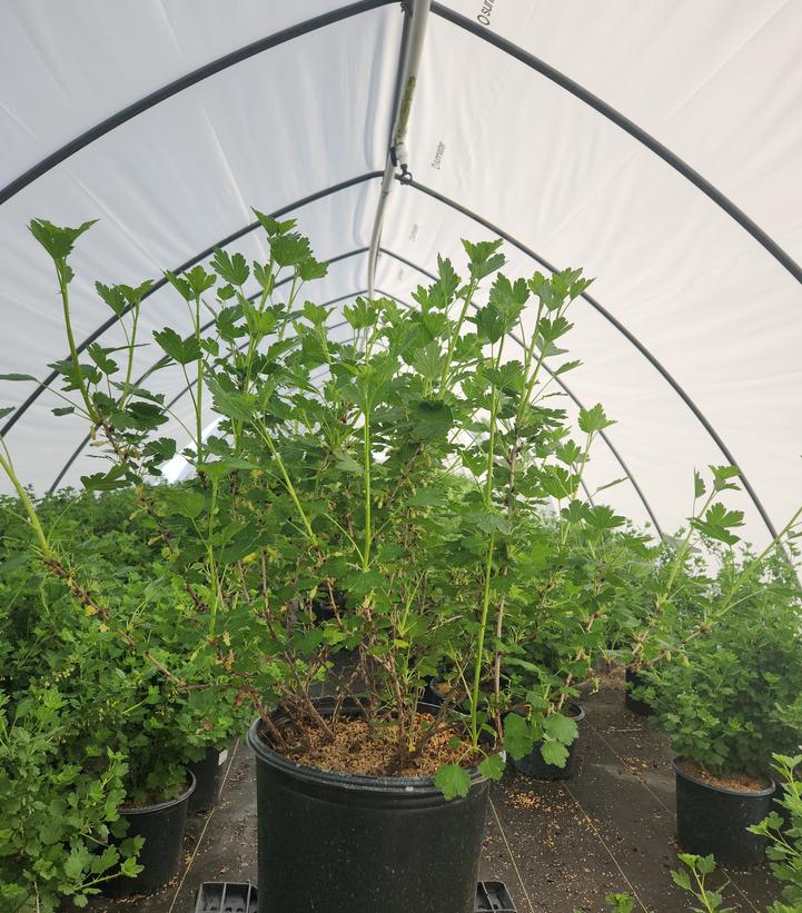 Ribes Hinnonmaki Red
