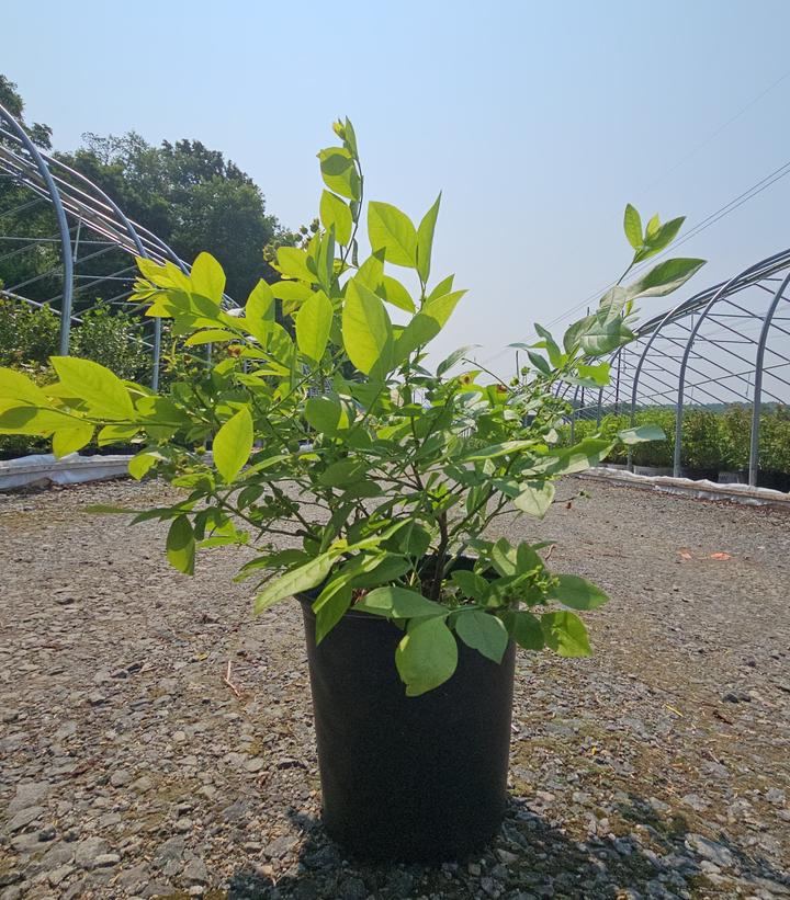 Vaccinium corymbosum 'Jersey'