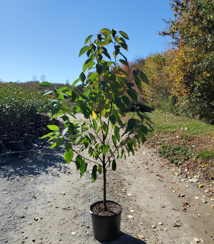 Prunus avium 'Black York'