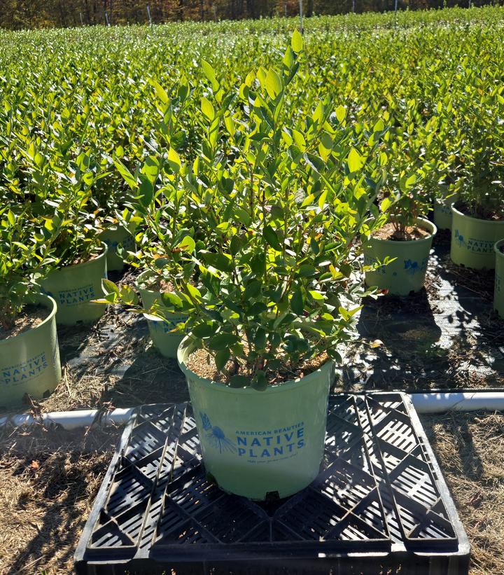 Vaccinium corymbosum 'Blue Jay'
