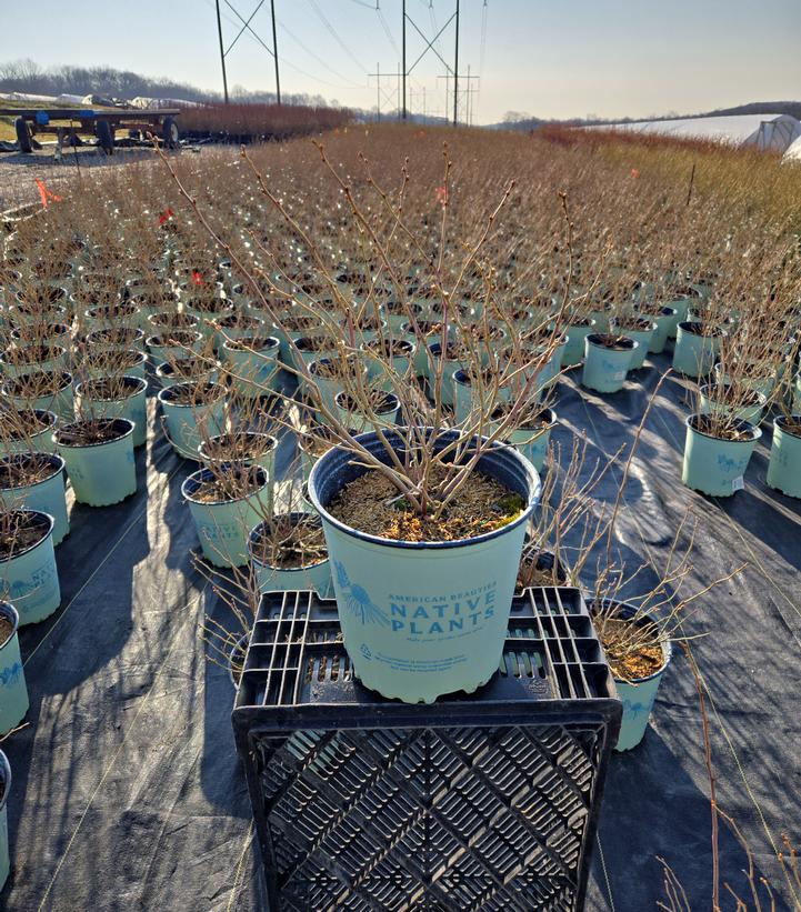 Vaccinium corymbosum 'Northland'