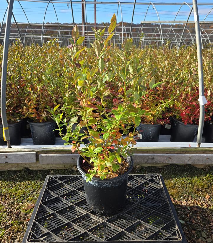 Vaccinium corymbosum 'Bluecrop'