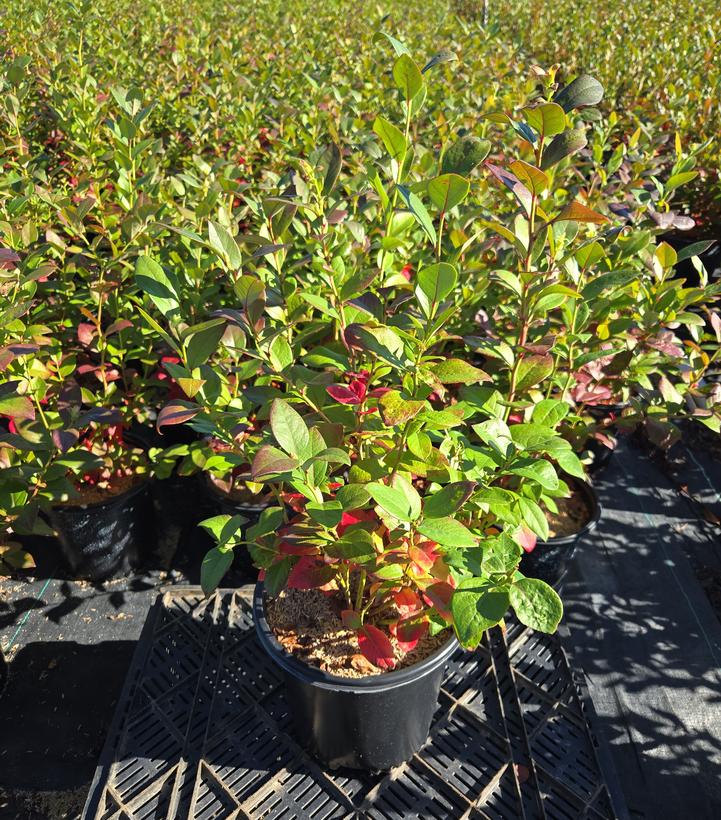 Vaccinium corymbosum 'Earliblue'