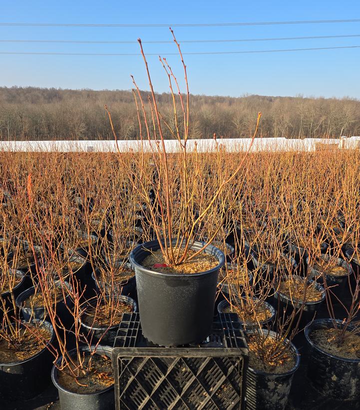 Vaccinium corymbosum 'Blueray'