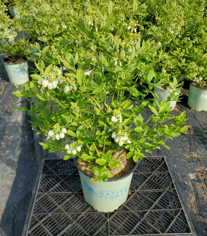 Vaccinium corymbosum Blue Jay