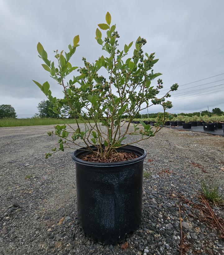 Vaccinium corymbosum 'Bluegold'