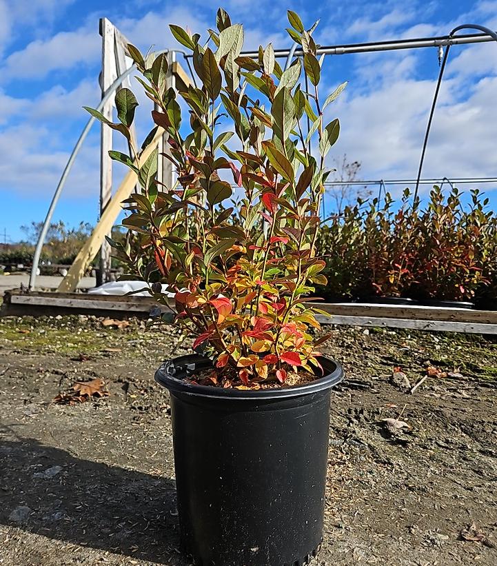 Vaccinium corymbosum 'Patriot'