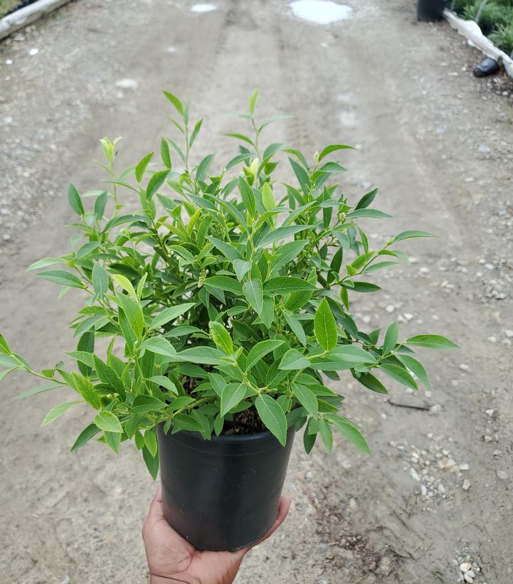 Vaccinium angustifolium 