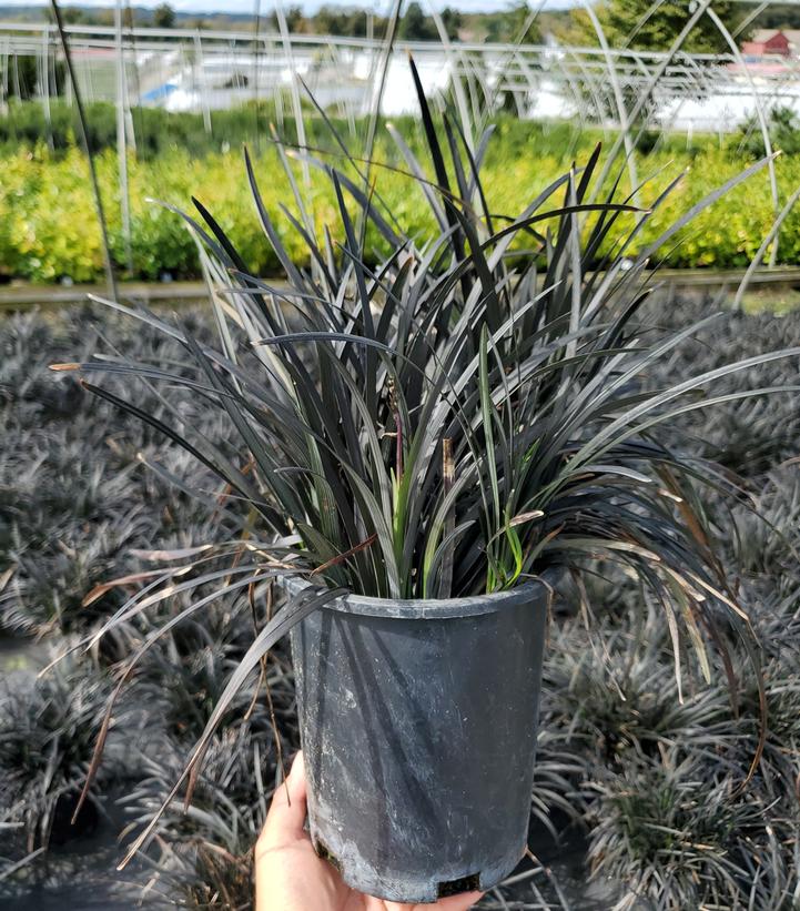 Ophiopogon planiscapus Nigra