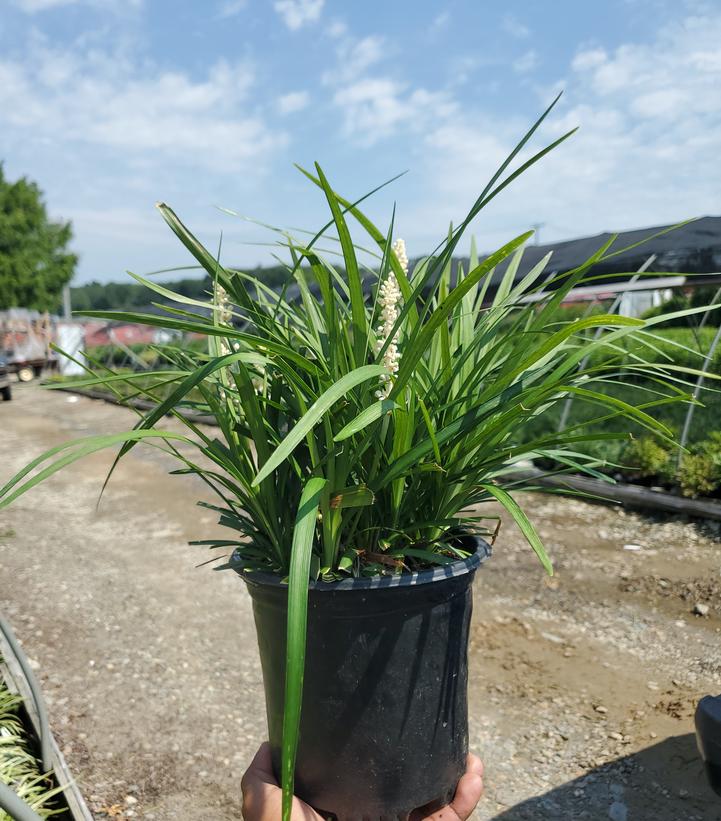 Liriope muscari 'Monroe's White'