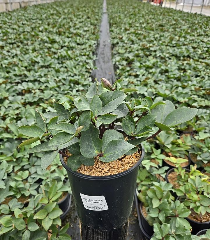Helleborus Ivory Prince