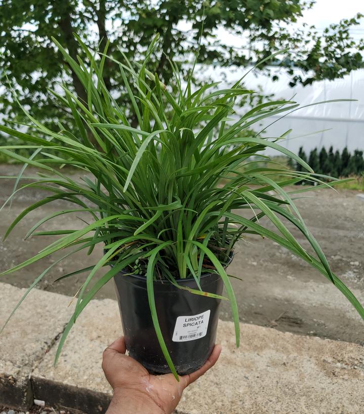 Liriope spicata 