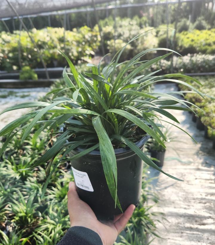 Liriope muscari 'Big Blue'