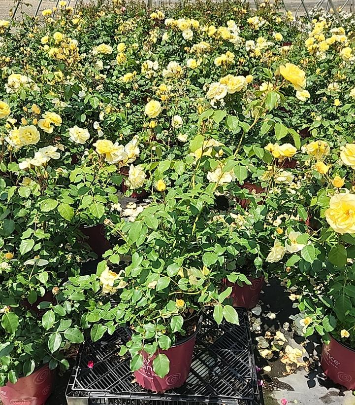 Rosa Easy Elegance® High Voltage