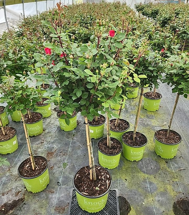 Rosa Knock Out® Double Knock Out®