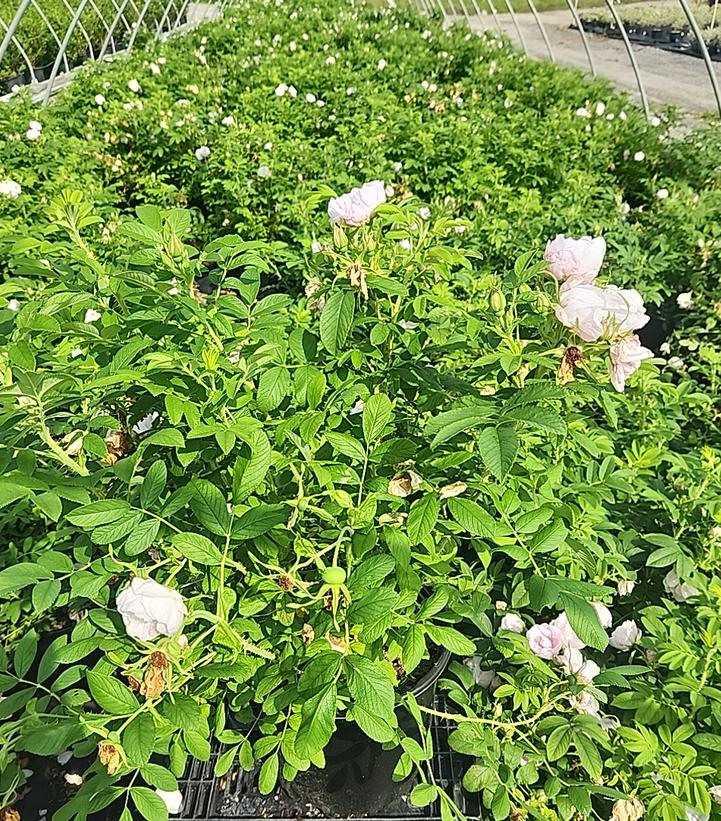 Rosa rugosa Snow Pavement