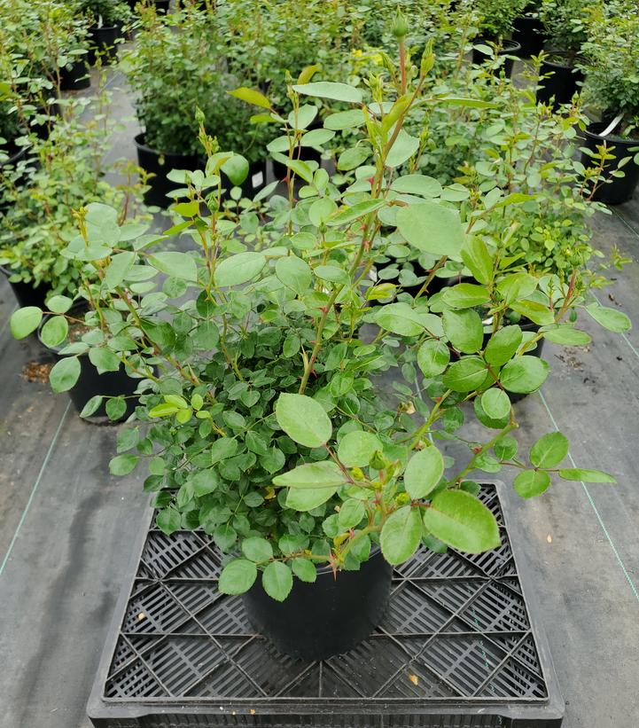 Rosa 'White Dawn'