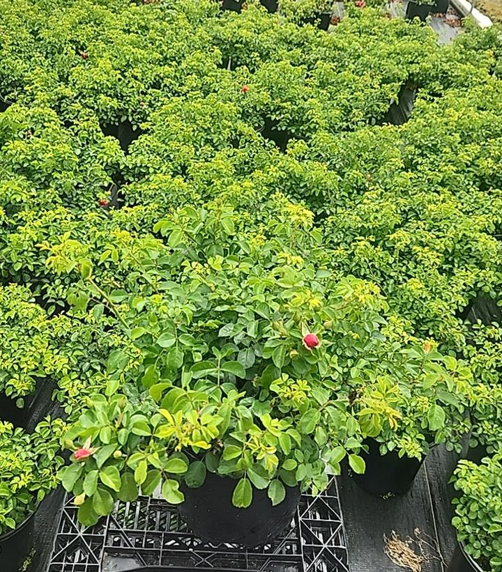 Rosa Flower Carpet Scarlet