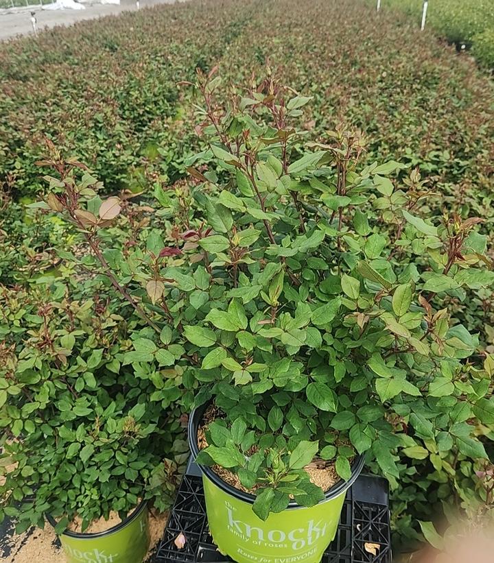Rosa Knock Out® Blushing Knock Out®