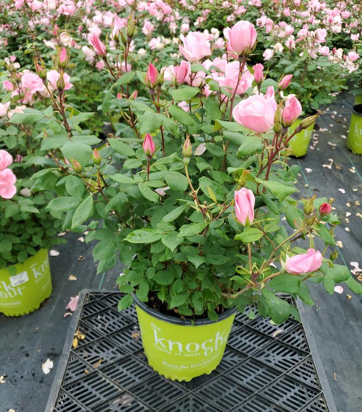 Rosa Knock Out® Blushing Knock Out®