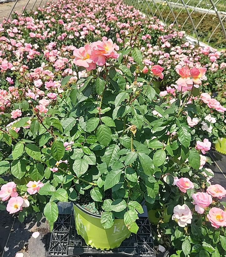 Rosa Knock Out® Peachy Knock Out®