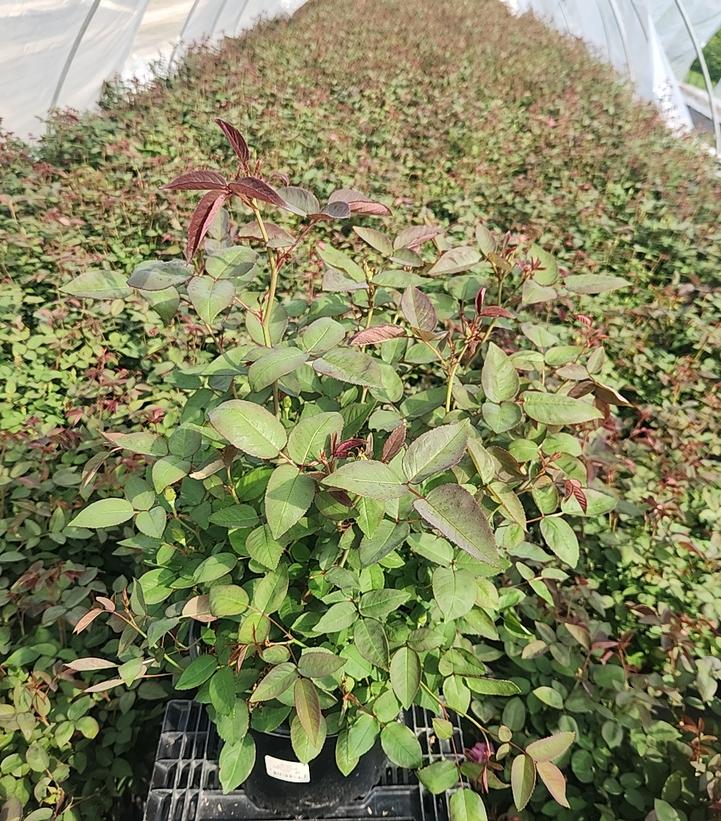 Rosa Zephirine Drouhin