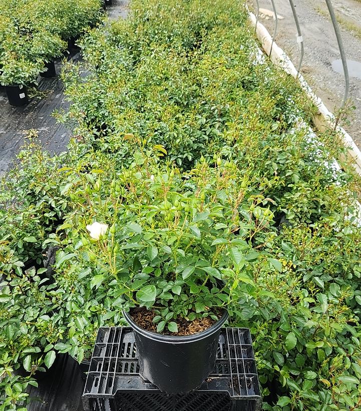 Rosa Flower Carpet- White