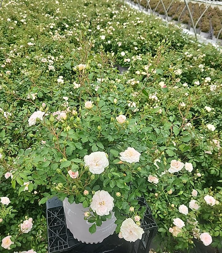 Rosa White Drift®