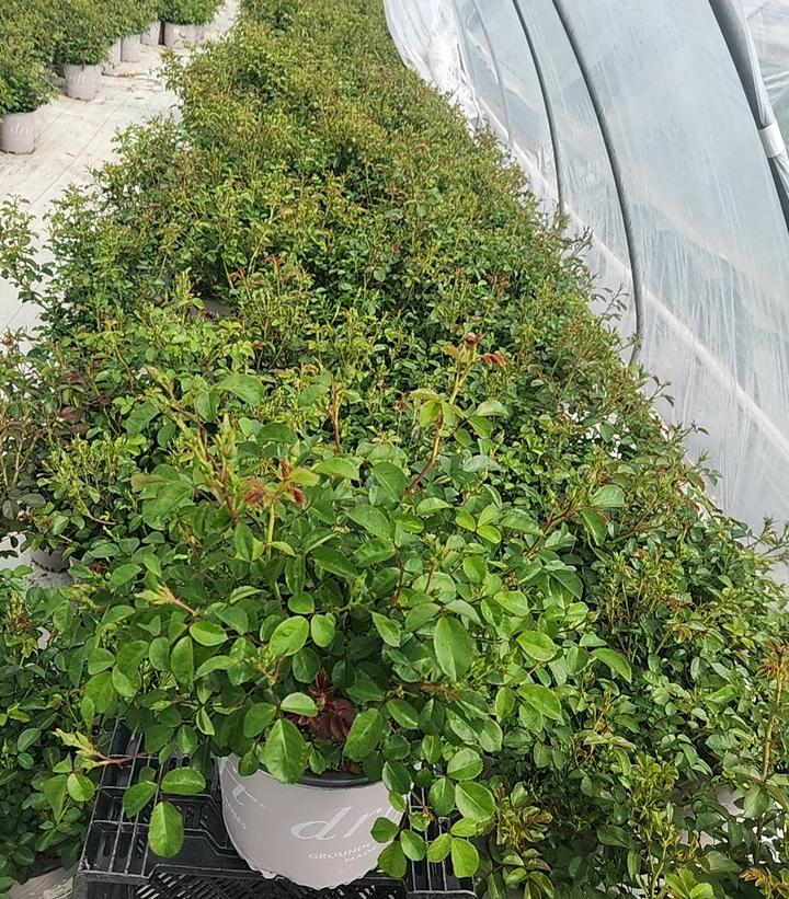 Rosa Coral Drift®
