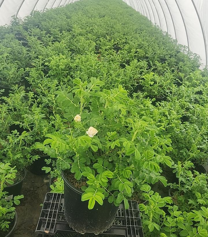 Rosa Blanc Double De Coubert