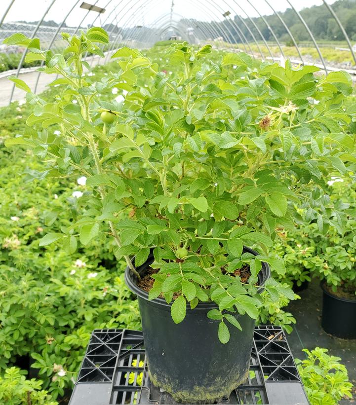 Rosa rugosa Alba