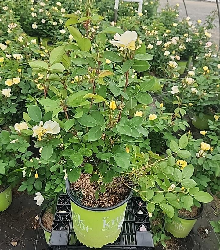 Rosa Knock Out® Sunny Knock Out®