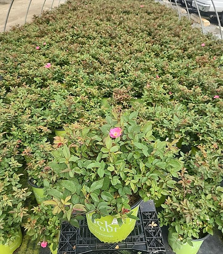 Rosa Knock Out® Pink Knock Out®