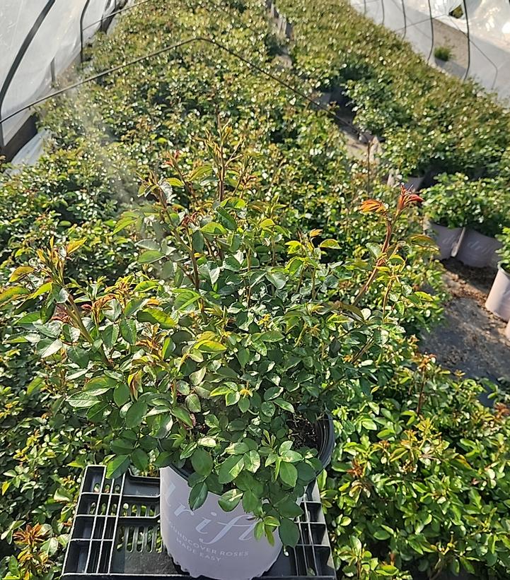 Rosa Peach Drift®
