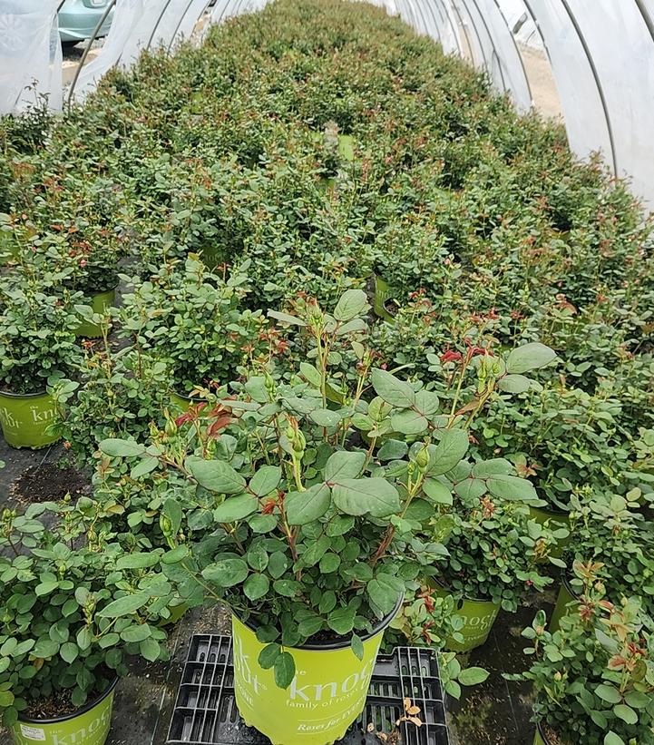 Rosa Knock Out® Double Pink Knock Out®