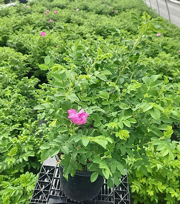 Rosa rugosa 