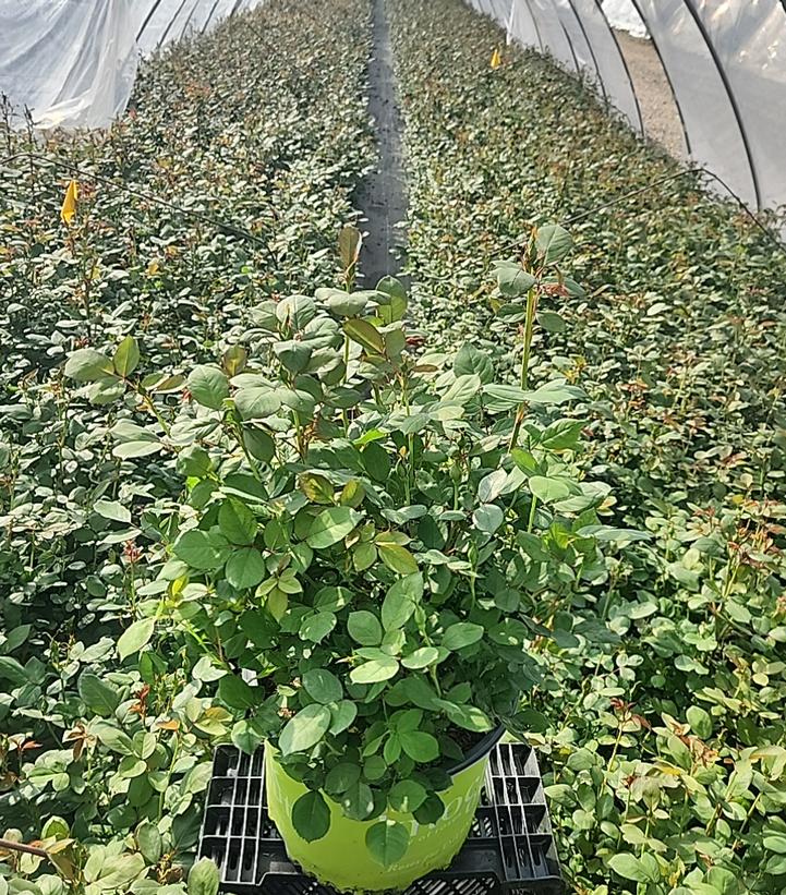 Rosa Knock Out® Double Pink Knock Out®