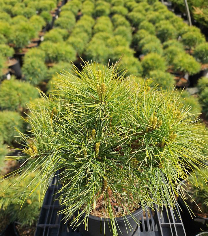 Pinus strobus Soft Touch