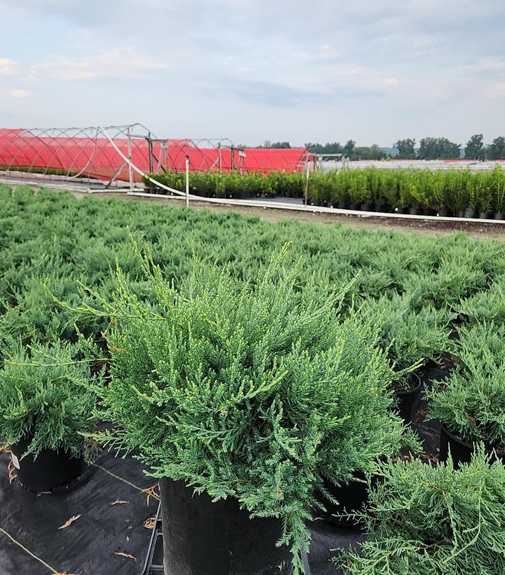 Juniperus virginiana 'Grey Owl'