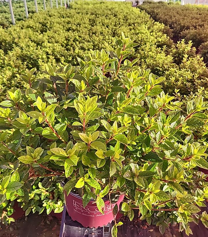 Azalea x Encore® Autumn Carnation®