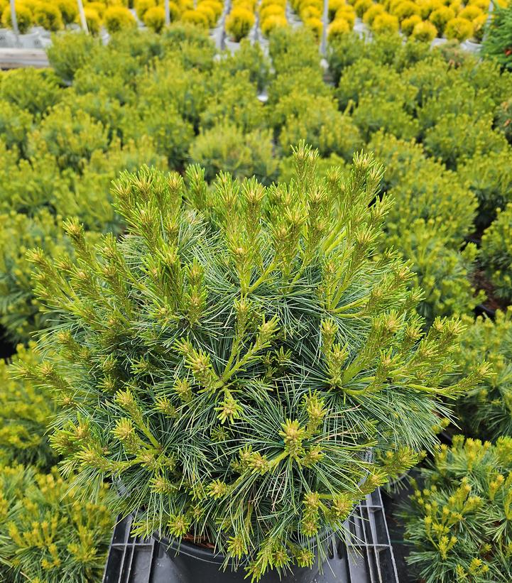 Pinus strobus Soft Touch